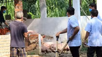 Bình Dương tiêu hủy hơn 20 nghìn con heo “dính” dịch tả