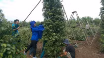 Người dân khắc phục hậu quả sau cơn lốc lớn ở Bình Phước