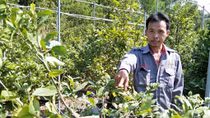Gần Tết, kẻ xấu phá vườn mai thiệt hại hơn nửa tỷ đồng