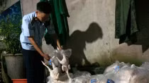 Hơn 2 tạ thịt gà “bẩn” chuẩn bị tuồn ra thị trường