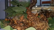 Đầu năm mới, mở lại phiên chợ sâm Ngọc Linh