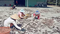 Ngư dân "hái" tiền tỷ từ chuyến câu mực khơi đầu năm