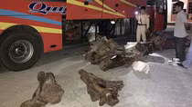 Ô tô khách vận chuyển 837kg nghi gỗ trắc trên đường Hồ Chí Minh