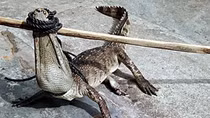 Cá sấu sổng chuồng bơi ra mương