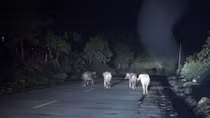 Nguy cơ TNGT vì trâu bò thả rông trên đường Hồ Chí Minh