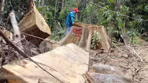 “Lâm tặc” băm nát rừng phòng hộ ở Đông Giang
