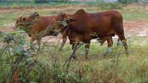 Cô bé chăn bò ngoài đồng vắng bị gã thanh niên chích điện 