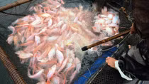 Người dân hối hả thu hoạch cá lồng phục vụ thị trường Tết