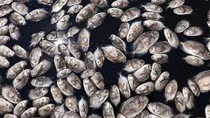Cá lồng bè ở Hội An chết nổi trắng chưa rõ nguyên nhân