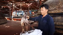 Quảng Nam kêu gọi hỗ trợ “giải cứu” mực khơi khô