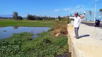 Ruộng đồng bỏ hoang vì úng thủy giữa... cao điểm mùa hạn