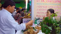 Bán 60kg sâm củ Ngọc Linh, người dân “bỏ túi” gần 4,2 tỷ đồng