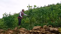 Tổng rà soát giao đất lâm nghiệp trên toàn tỉnh Quảng Nam