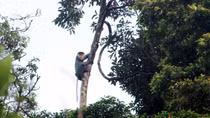 Bảo vệ khẩn cấp đàn Voọc quý hiếm trong Sách Đỏ ở Quảng Nam