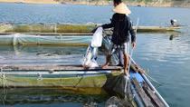 Cá lồng bè liên tục chết không rõ nguyên nhân