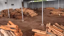 Khởi tố chủ doanh nghiệp mua bán, tàng trữ 193m³ gỗ trái phép