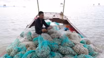 Đâu là nguyên nhân dẫn tới hiện tượng ngao chết tại Hải Phòng?