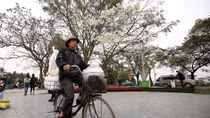 Hà Nội đẹp mơ màng với màu trắng hoa sưa