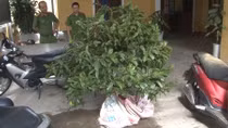 Khởi tố 2 đối tượng trộm cây mai cảnh