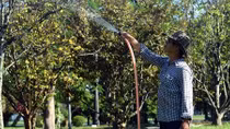 Mai vụ Tết nở sớm, nhà vườn lo lắng