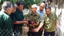 Cựu binh 84 tuổi kiếm bộn tiền từ nuôi gà "Tiến vua"