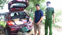 Vận chuyển 6 con Tê Tê trên ô tô