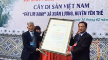 Cây Lim Xanh xã Xuân Lương,Yên Thế được công nhận cây di sản Việt Nam
