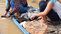 Cá lại chết hàng loạt trên thượng nguồn sông Sài Gòn