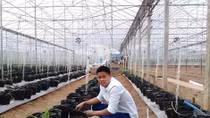 Chàng trai 9X thành công với mô hình trồng dưa lưới giống Nhật Bản theo công nghệ