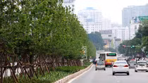 Hàng phong đâm chồi nảy lộc xanh mướt trên phố Hà Nội