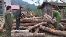 Được giao bảo vệ rừng lại tự ý mở đường vào rừng “phá”