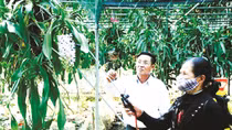 "Thủ phủ" của phong lan rộn ràng đón Tết