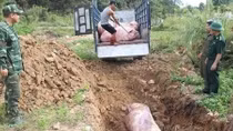 Nguy cơ dịch bệnh từ lợn nhập lậu