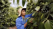Người dân lại ngao ngán vì giá hồ tiêu thấp