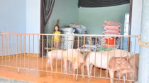 Người dân "nhường nhà" cho gà, lợn ở