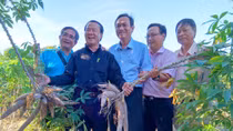 “Xấu dây - tốt củ”