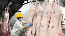 TP HCM nỗ lực ngăn chặn dịch tả lợn châu Phi