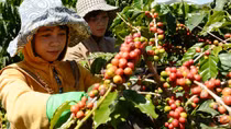 Độc quyền nhãn hiệu cà phê Cầu Đất