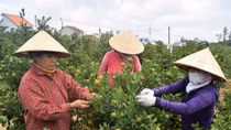 Quất Cẩm Hà bội thu vụ Tết