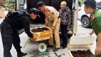 Thu giữ gần nửa tạ tôm càng đỏ Trung Quốc trên ôtô khách