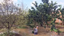 Nhà vườn “khóc ròng” vì vỡ đê bao