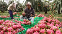 Gỡ 3 “nút thắt” để phát triển xuất khẩu nông sản Việt Nam