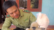 Cứu sống một cá thể vượn quý hiếm từ tay thợ săn