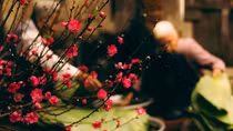 Vẫn nôn nao đợi chờ Tết
