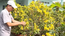 Chuẩn bị mùa mai Tết