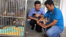 Những “bảo mẫu” của… động vật có tên trong Sách đỏ