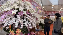 Các nhà vườn tung cây cảnh giá “khủng” bán Tết