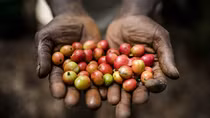 Ngành cà phê của Kenya lao đao vì các băng nhóm trộm cướp