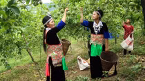 Con đường hoa ban miền Tây xứ Nghệ