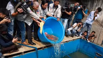 Thả cá Koi xuống sông Tô Lịch và Hồ Tây để kiểm tra chất lượng nước